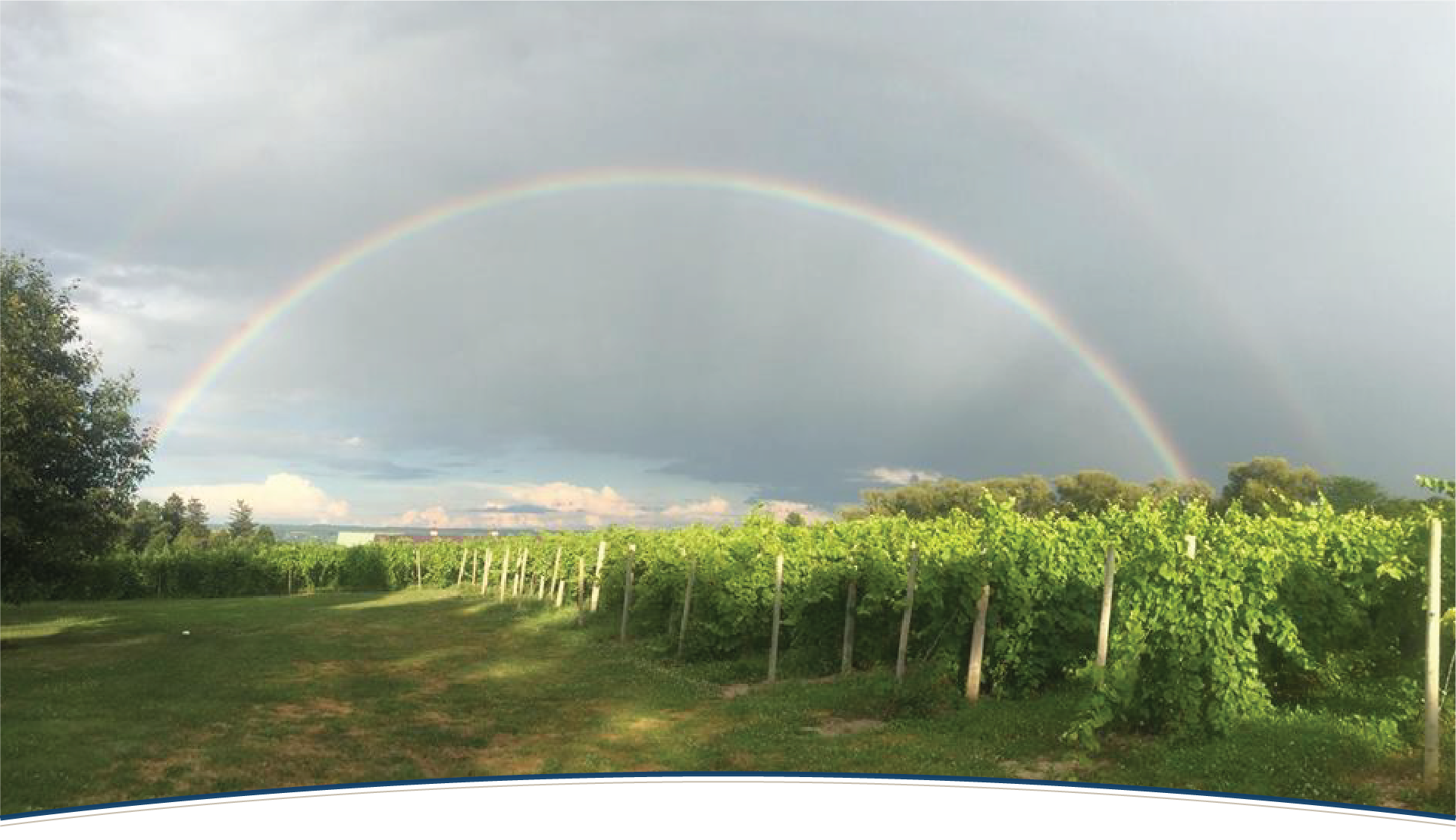Lucas Vineyards